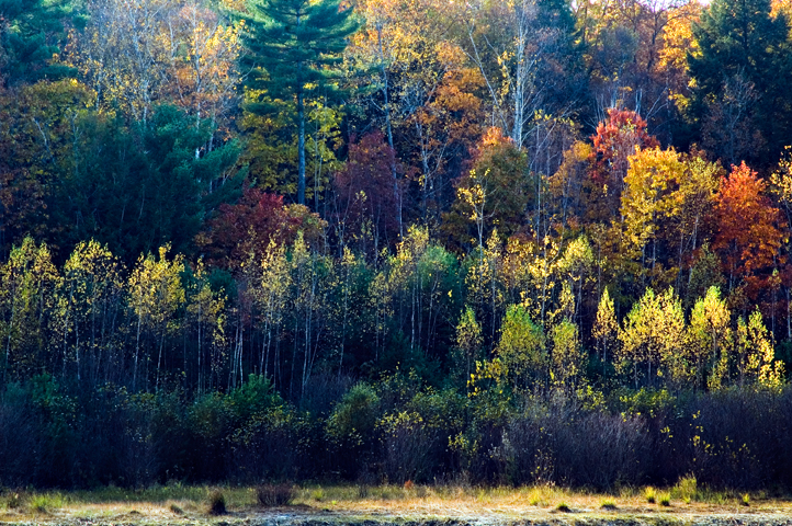 Amos Kendall Conservation, Dunstable, MA 09