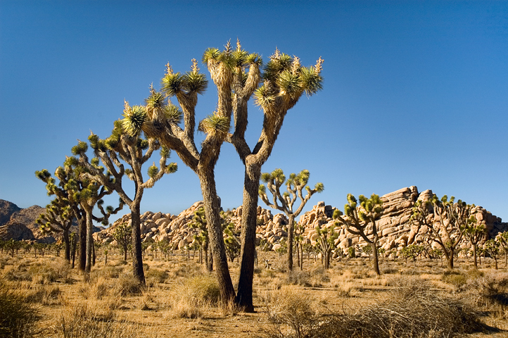 Joshua Tree National Park 01