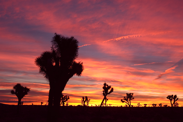 Joshua Tree National Park 02  