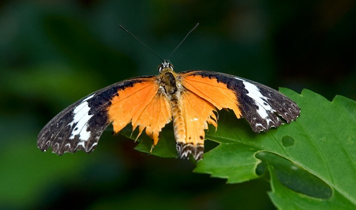 Grand Cayman, Lacewing Butterfly 01