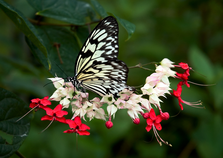 Grand Cayman, Rice Paper Butterfly 02