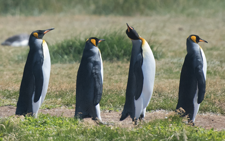 King Penguin 1, Tierra del Fuego  