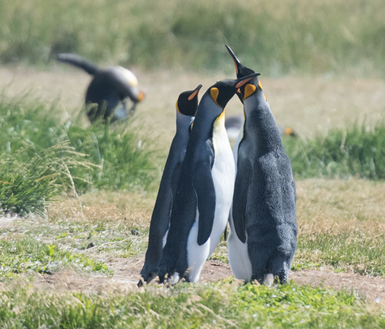 King Penguin 2, Tierra del Fuego