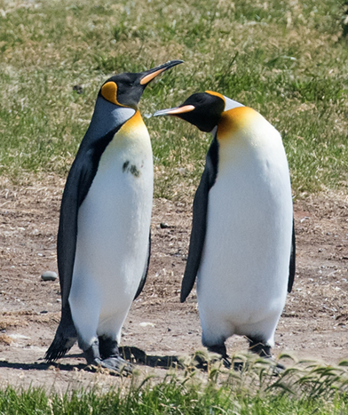 King Penguin 3, Tierra del Fuego