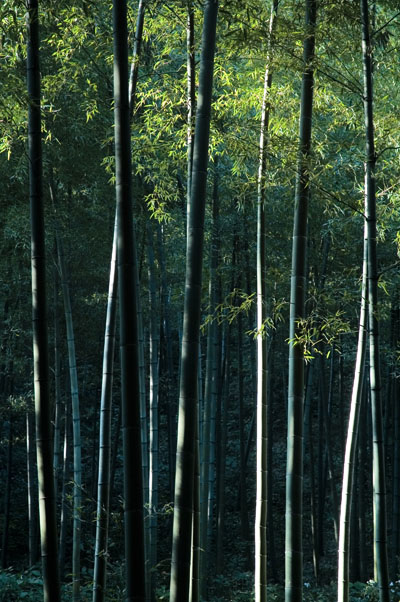 Bamboo Forest 01