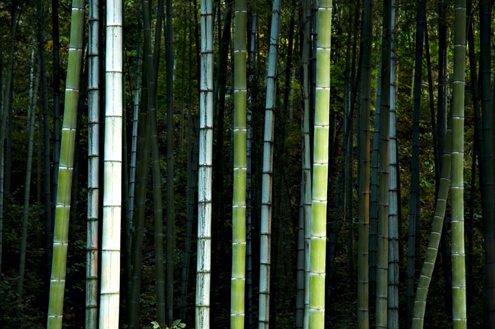 Bamboo Forest 03  