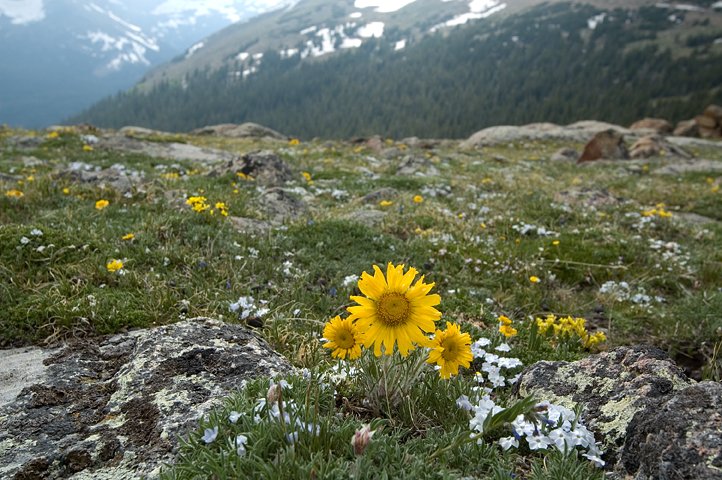 Wild Flowers, Trail Ridge Road, Rocky Mountain National Park 01