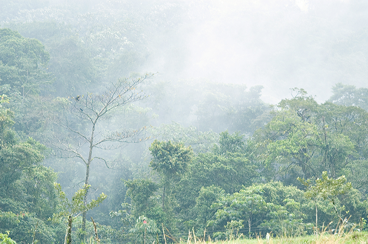 Cloud Rain Forest, Costa Rica