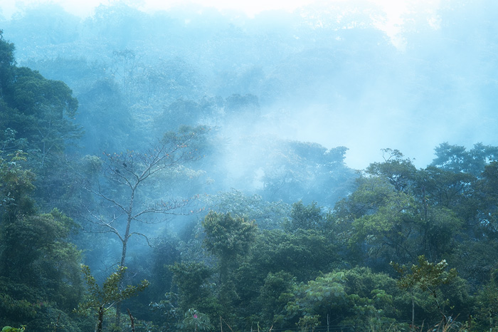 Cloud Rain Forest, Costa Rica 01