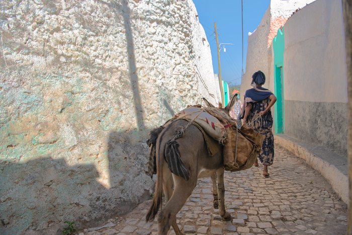 Harar 44