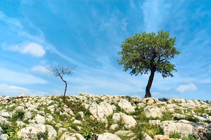 Mycenae  