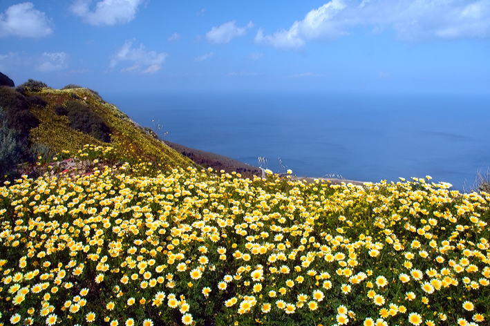 Coast, Wild Flowers