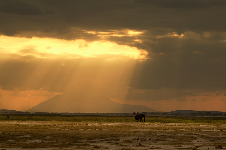 Elephant, Amoseli National Park, Kenya