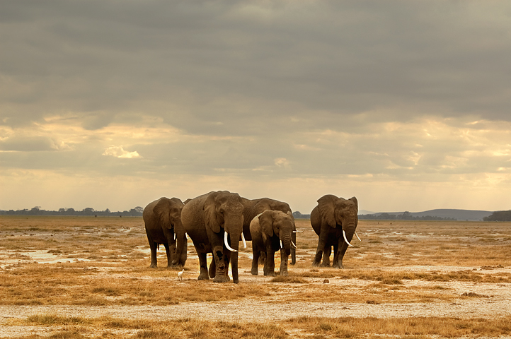 Elephants, Amoseli National Park, Kenya 02