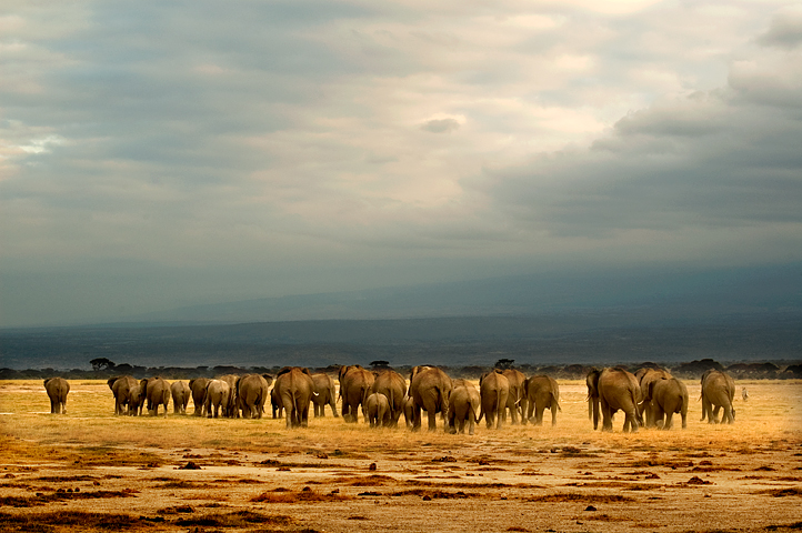 Elephants, Amoseli National Park, Kenya 03
