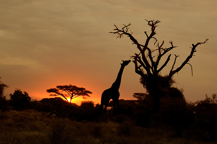 Giraffe, Amoseli National Park, Kenya