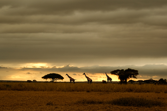 Giraffes, Amoseli National Park, Kenya  