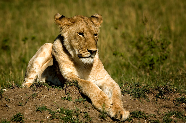 Lion, Masai Mara National Reserve, Kenya