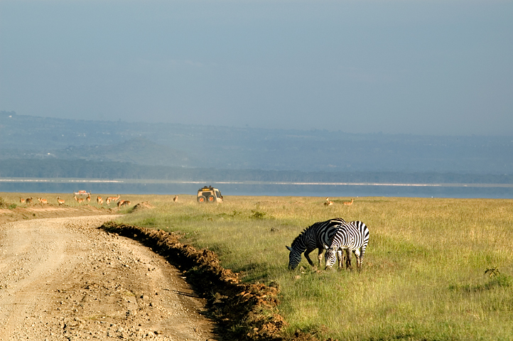 Zebras, Masai Mara National Reserve, Kenya