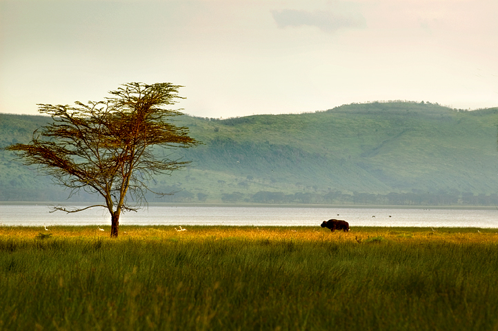 Buffalo, Nakuru National Park, Kenya