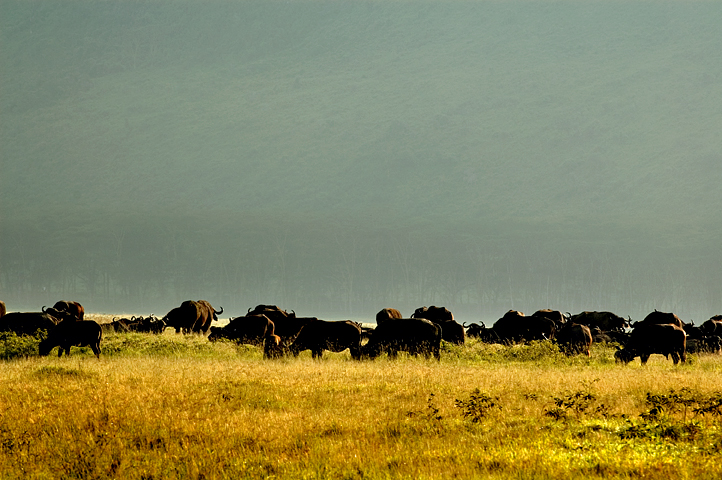 Buffaloes, Nakuru National Park, Kenya