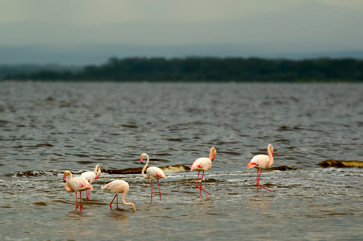 Flamingoes, Nakuru National Park, Kenya