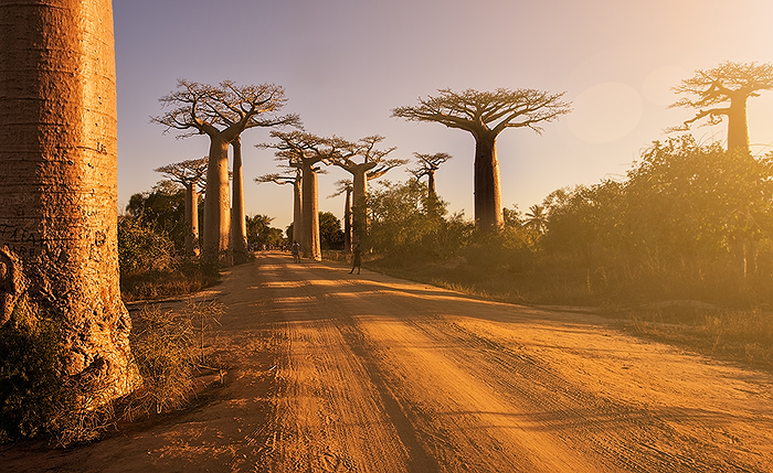 Baobab Alley, Morondava 01