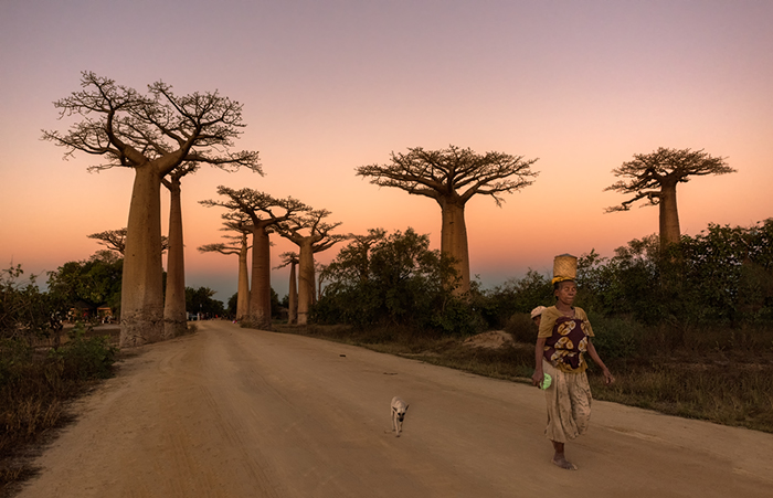 Baobab Alley, Morondava 03