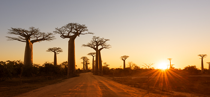 Baobab Alley, Morondava 05