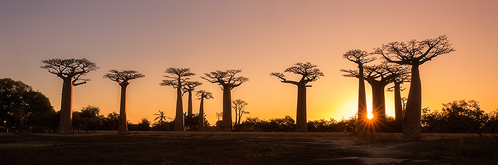 Baobab Alley, Morondava 06