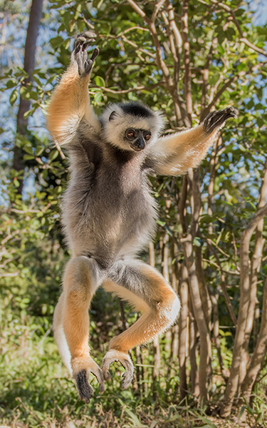 Diademed Sifaka Lemur