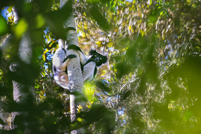 Indri Lemur