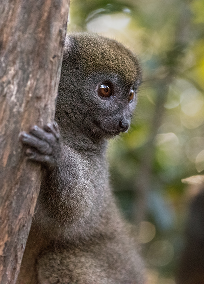 Lake Alaotra Gentle Lemur