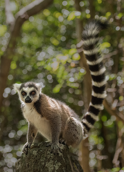 Ring-tailed Lemur