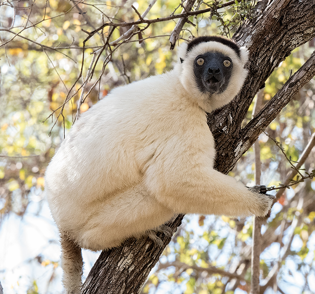 Verreaux's Sifaka Lemur