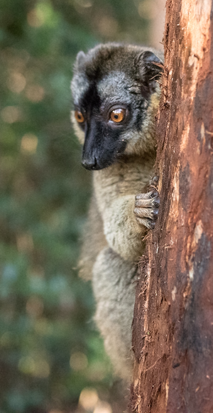 Woolly Lemur 02