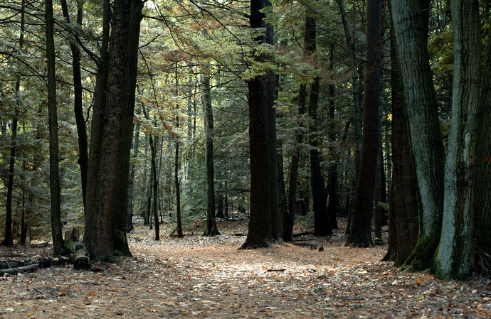 Woods, Andover MA