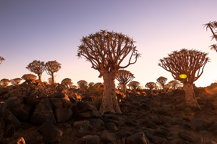 Quiver Tree Forest 06