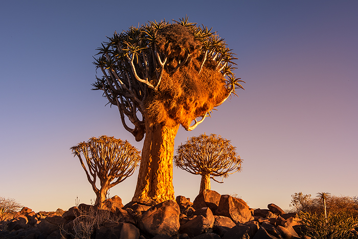 Quiver Tree Forest 08