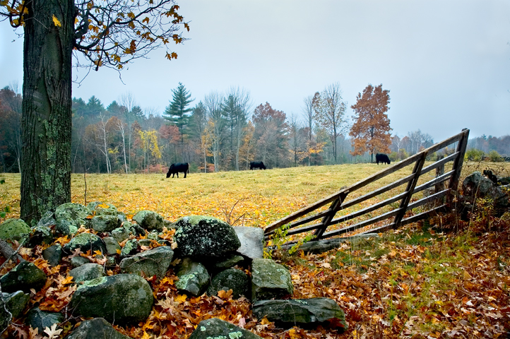 Farm, Cows, Dunstable, MA 03