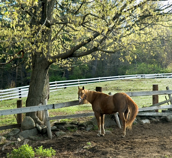 Farm, Horse, Dunstable, MA 12