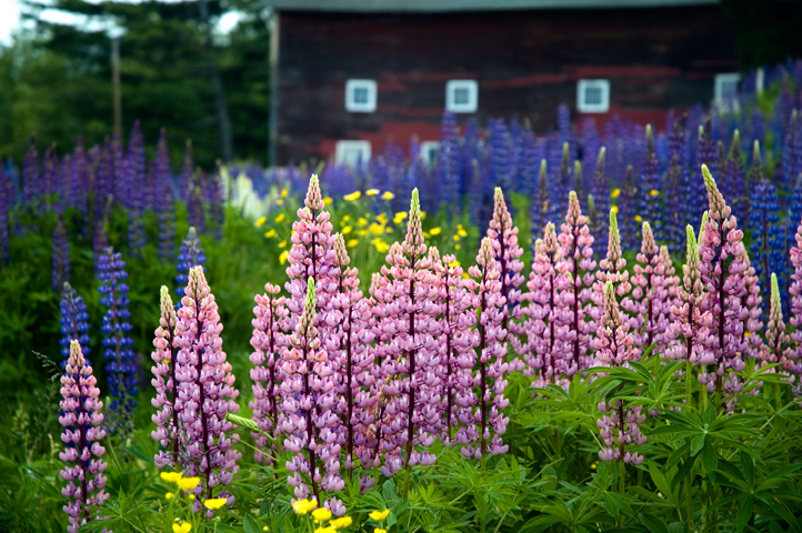 Lupines, Sugar Hill, NH