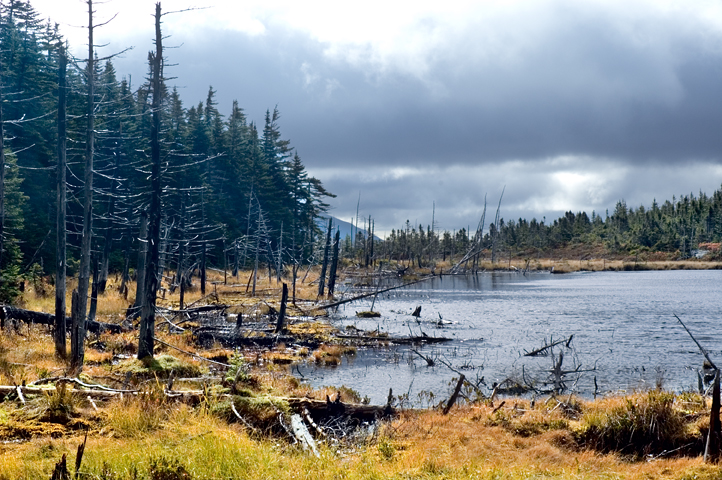 Zealand Pond, White Mountains, NH