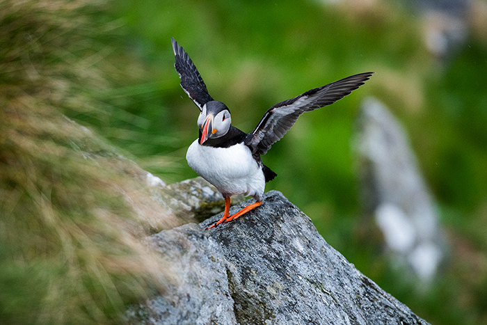 Puffin Runde Island 01