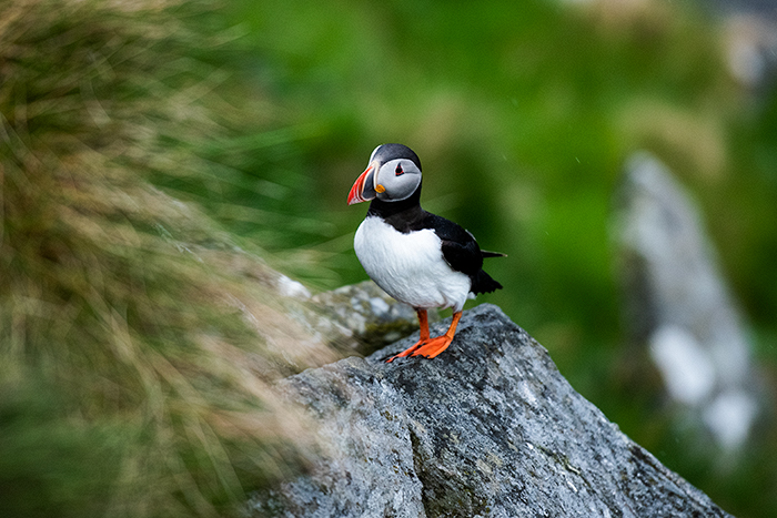 Puffin Runde Island 02