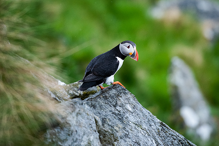 Puffin Runde Island 03