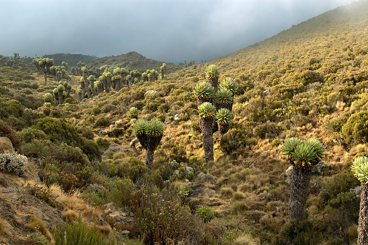 Moorland, Kilimanjaro National Park, Tanzania