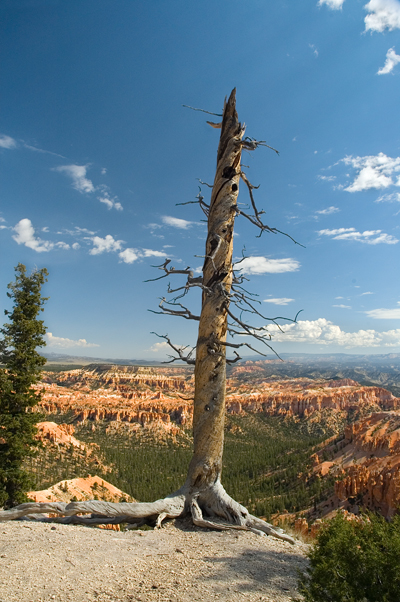 Black Birch Canyon, Bryce Canyon National Park 05