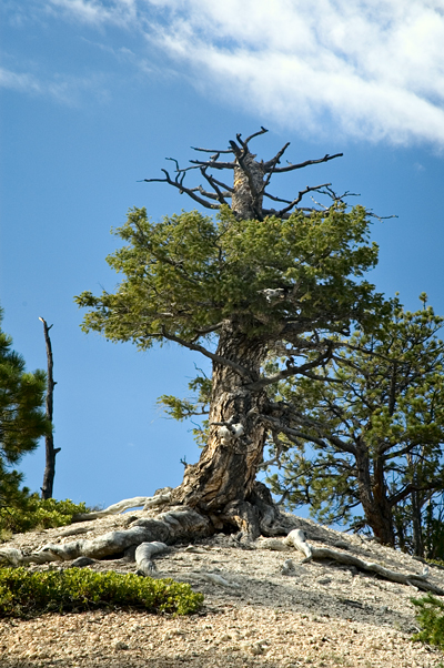 Inspriration Point, Bryce Canyon National Park 09