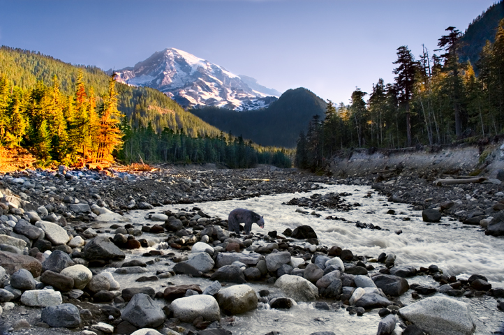 Paradise Creek, Mount Rainier National Park 01